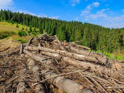На межі катастрофи або п'ять найбільших екологічних проблем України.  ЛОНГРІД | Журнал Житомира