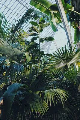 Скачать 800x1200 растения, оранжерея, сад, экзотика обои, картинки iphone  4s/4 for parallax