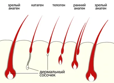 Электроэпиляция – что это и какие проблемы решает?