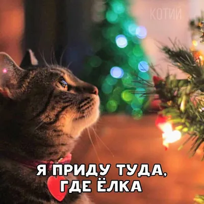 ✓ Коты и новогодняя ёлка смешные фото, 60 картинок, 2 видео