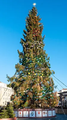 Рождественская елка Санта новогодние подарки чехол для телефона Матовый  Прозрачный для iphone 14 11 12 13 plus mini x xs xr pro max чехол |  AliExpress