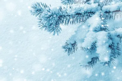 ветка елки в снегу фотография Stock | Adobe Stock