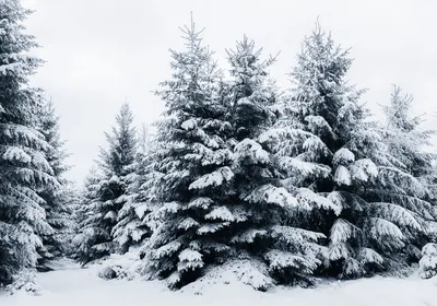 Ель Амати в снегу 210 см смешаная хвоя покрытая флоком