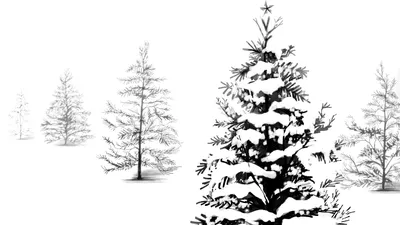 Зимой Snowcovered филиал новогодней елки. Елка в снегу. Первый снег.  Природный фон Стоковое Фото - изображение насчитывающей сценарно, льдед:  202017852
