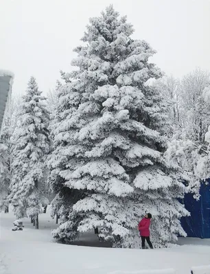 Новогодняя елка в снегу (53 фото) - 53 фото