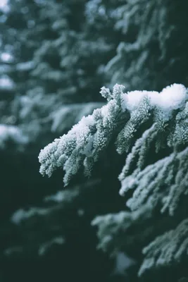 Небольшая елка в снегу стоковое фото. изображение насчитывающей взорвать -  208985096