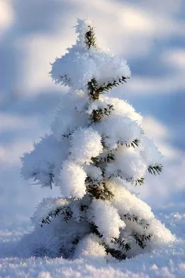 Снежная елка (58 фото) - 58 фото