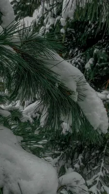 Ёлки в снегу\" | Пикабу