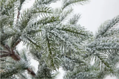 Фото Ветка елки в снегу