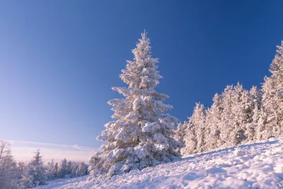 Фон елки в снегу - 60 фото