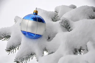 Ткани и трикотаж SewingLove.ru - Футер Ёлки в снегу