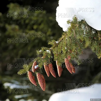 Красивая новогодняя еловая ветка с красными ягодами на белом фоне ::  Стоковая фотография :: Pixel-Shot Studio