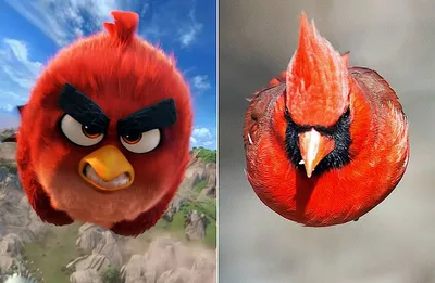 Авторы Angry Birds удалили свои игры в России - Чемпионат