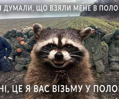 Енот Херсон - приколы, шутки и мемы про животное, которое украли в Крым -  Телеграф