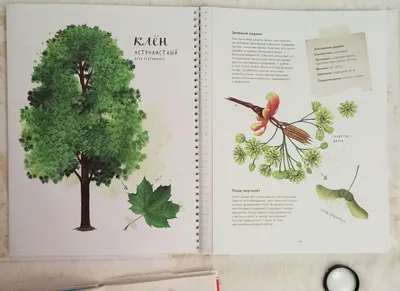 Здравствуй, Дерево: 11 книг для взрослых и детей, чтобы ощутить связь с  природой - Seasons