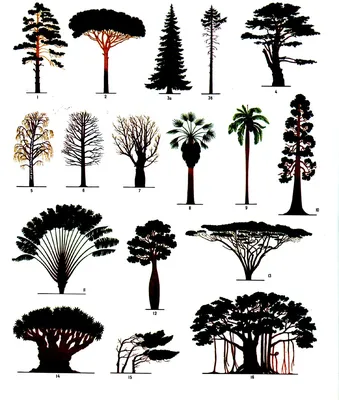 Купить книгу «Выдающиеся деревья, которые изменили нашу жизнь», Макс Адамс  | Издательство «КоЛибри», ISBN: 978-5-389-18784-9
