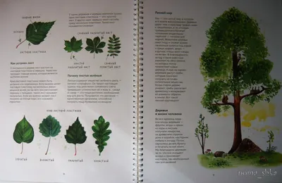 Книга «Деревья – памятники живой природы. Самые уникальные деревья России»  - Интернет-магазин Treemarket