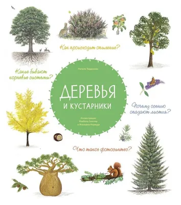 Иллюстрация 72 из 126 для Мой гербарий. Листья деревьев - Анна Васильева |  Лабиринт - книги. Источник: Ромашка