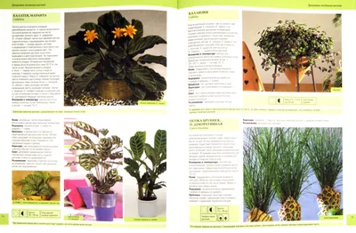 Как устроить правильный дренаж для комнатных растений | Растения, Комнатные  травы, Комнатные растения