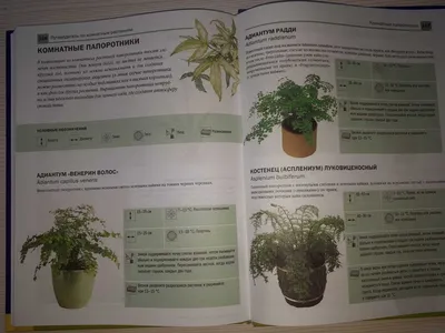 Купить Сансевиерия Ханни в Минске. Каталог комнатных растений почтой.