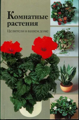 Энциклопедия комнатных растений | Цвет ник | Дзен