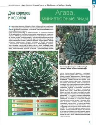 Книга: Зеленый оазис. Комнатные растения от А до Я EKS-987863 купить в  Бишкеке - hobbypark.kg