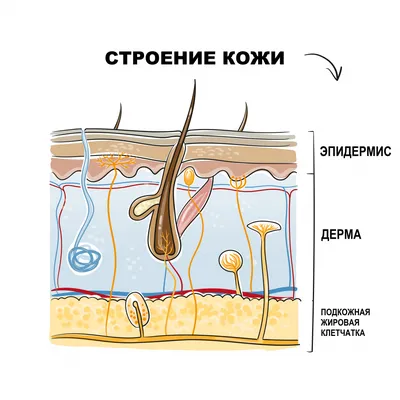 Эритема ладони терпеливая в красных пятнах от воспаления Стоковое  Изображение - изображение насчитывающей медицинско, больно: 62315889