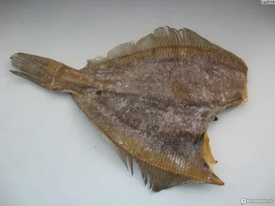Мурманский вяленый ёрш: одна из самых вкусных рыб на свете | Вечерний  Лошманов | Дзен