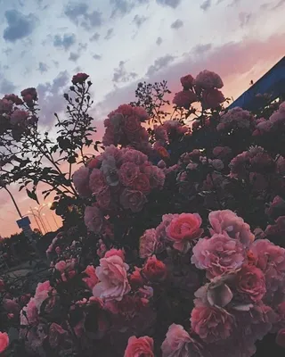 эстетические обои красивый цветок розы розовый фон, розовые обои, цветочные  обои, эстетический фон картинки и Фото для бесплатной загрузки