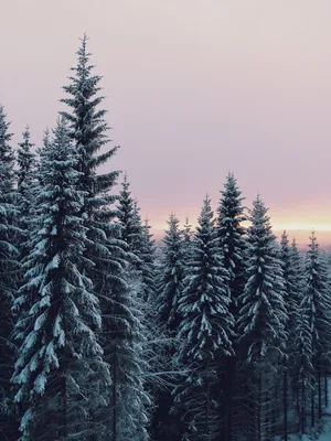 Зимний пейзаж эстетика (47 фото) - 47 фото