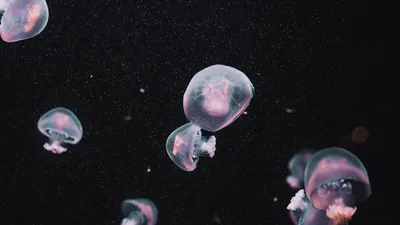 Скачать 1920x1080 медузы, подводный мир, темный, эстетика обои, картинки  full hd, hdtv, fhd, 1080p