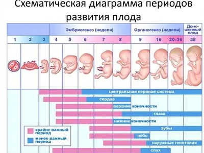 Искусственные эмбрионы моделируют самые ранние этапы развития зародышей  млекопитающих • Полина Лосева • Новости науки на «Элементах» • Биология  развития, Генетика