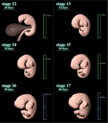 Месяц развития эмбриона этапы векторной иллюстрации - процесс роста плода  человека . Векторное изображение ©Sabelskaya 228755144
