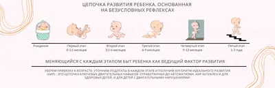 От яйцеклетки до эмбриона: стадии развития - “Журнал \"Медицина на ладошке\"