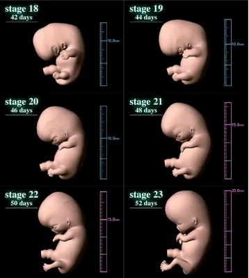 3 цикл развития эмбриона, …» — создано в Шедевруме