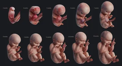Месяц Развития Эмбриона Этапы Векторной Иллюстрации Процесс Роста Плода  Человека — стоковая векторная графика и другие изображения на тему Развитие  - iStock