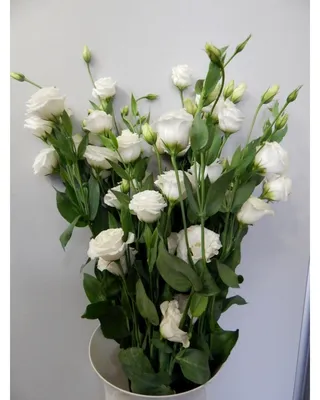 Elegant Enigma: The Ultimate Guide to Eustoma Flower Care