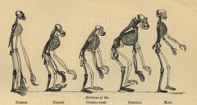 Мастер-класс \"Эволюция человека\"