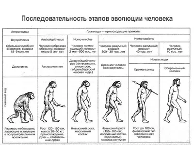 От первых клеток к Homo sapiens: посмотрите на 4 миллиарда лет эволюции в  одной картинке | Вокруг Света