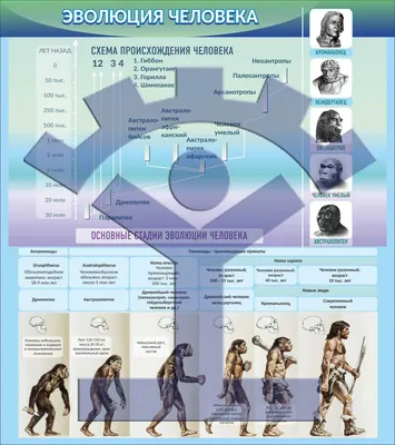 Эволюция человека от старых времен пашет в наше время Иллюстрация вектора -  иллюстрации насчитывающей человек, график: 99806543