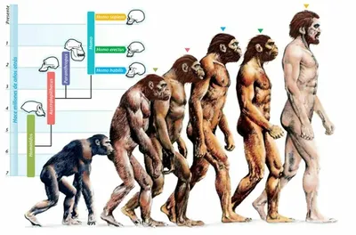 Постеры эволюция человека - купить недорого | AliExpress