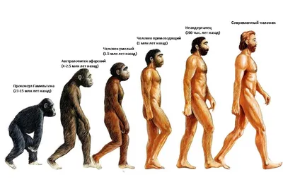 Теория эволюции. От Дарвина до синтетической теории эволюции.