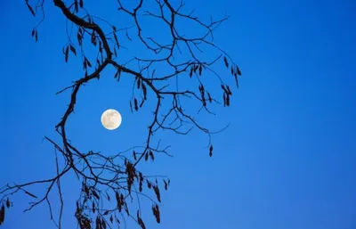 Фазы луны в декабре 2019 – лунный календарь на декабрь – Украина