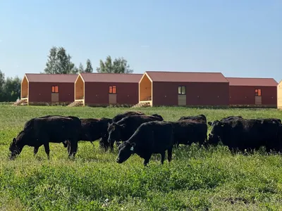 Ферма - Вакинское Агро, животноводческий комплекс.