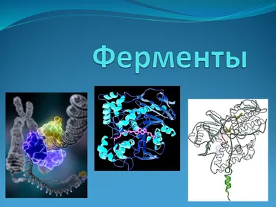 протеиновые ферменты, сгибаемые в их структуру для выполнения своих функций  Иллюстрация штока - иллюстрации насчитывающей катализирование, створка:  246196753