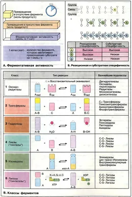 Ферменты в индустрии напитков (22-23)