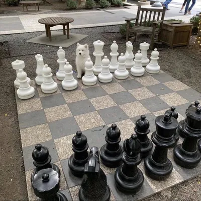 Первенство Лицея по шахматам «Белый ферзь»