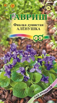 Фиалка Голубая - цена, купить комнатные растения с доставкой в Москве -  магазин ПРОСТОЦВЕТЫ
