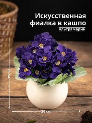 Фиалка рогатая 'Martin' - Саженцы многолетних цветов и рассады в Москве и МО