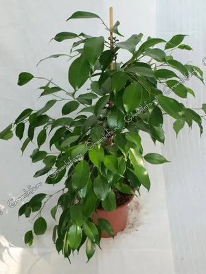 Фикус бенджамина Саманта ⌀14 55 см купить в Москве с доставкой | Магазин  растений Bloom Story (Блум Стори)